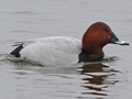 Common Pochard